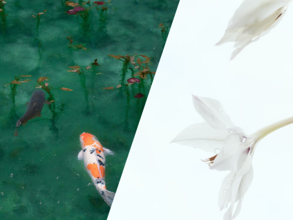 鯉と花