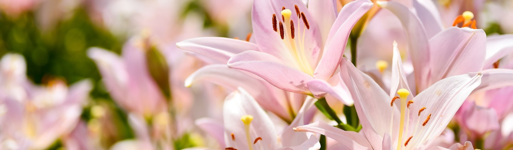 百合の花