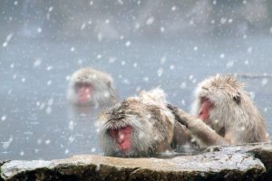 サルが温泉に入る